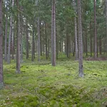 Piotr