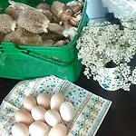 Farmház Piotr *